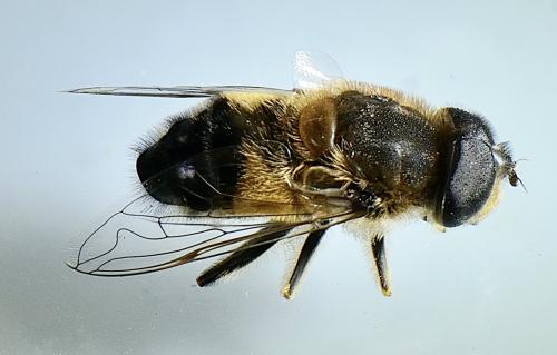 Réf. 354 748 : Eristalis similis